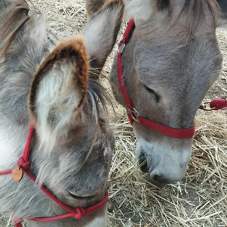 Sa Domo De Lillo E Arturo Apartament *
