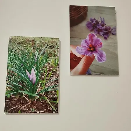 Sa Domo De Lillo E Arturo Bonarcado